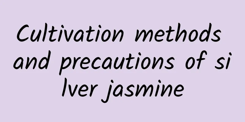 Cultivation methods and precautions of silver jasmine