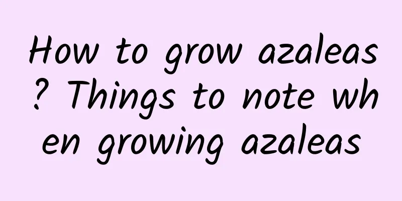 How to grow azaleas? Things to note when growing azaleas