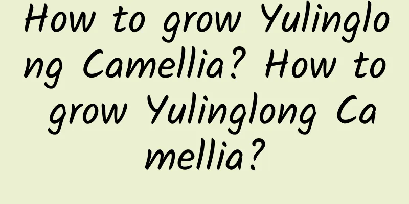 How to grow Yulinglong Camellia? How to grow Yulinglong Camellia?