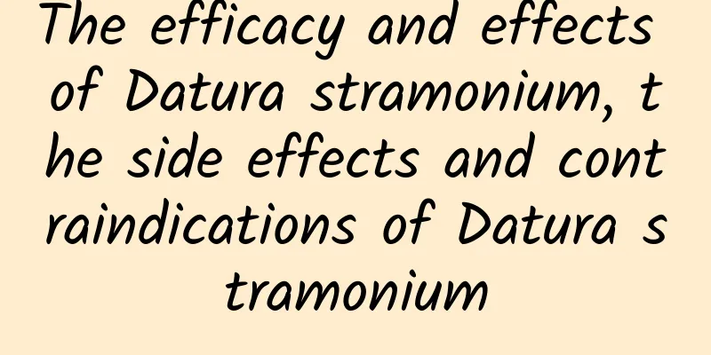 The efficacy and effects of Datura stramonium, the side effects and contraindications of Datura stramonium