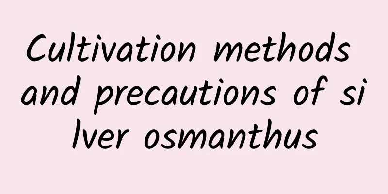 Cultivation methods and precautions of silver osmanthus