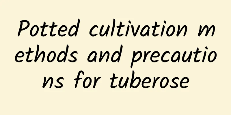 Potted cultivation methods and precautions for tuberose