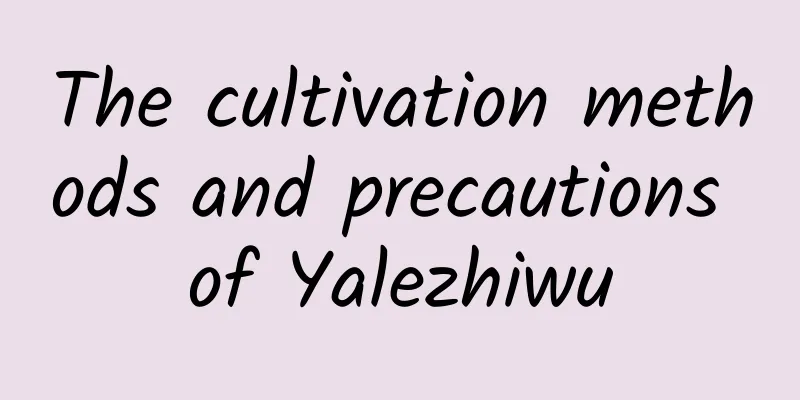 The cultivation methods and precautions of Yalezhiwu