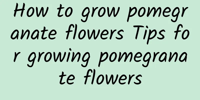 How to grow pomegranate flowers Tips for growing pomegranate flowers