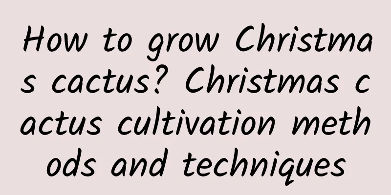 How to grow Christmas cactus? Christmas cactus cultivation methods and techniques