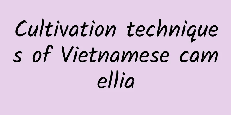 Cultivation techniques of Vietnamese camellia