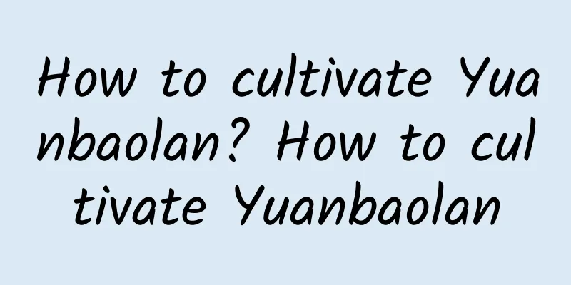 How to cultivate Yuanbaolan? How to cultivate Yuanbaolan