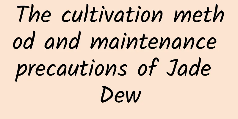 The cultivation method and maintenance precautions of Jade Dew