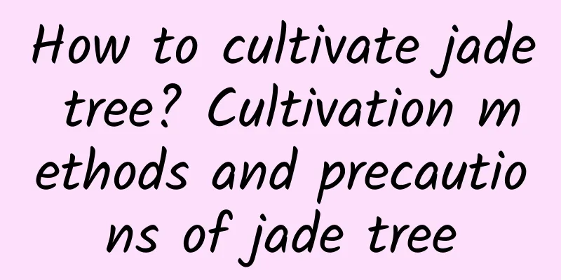 How to cultivate jade tree? Cultivation methods and precautions of jade tree