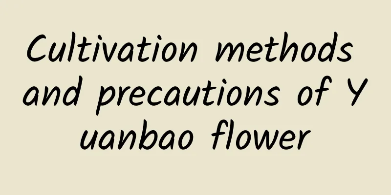 Cultivation methods and precautions of Yuanbao flower