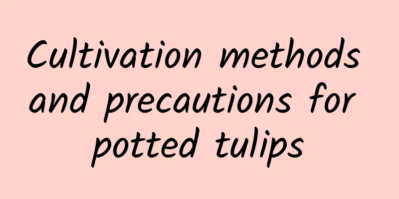 Cultivation methods and precautions for potted tulips