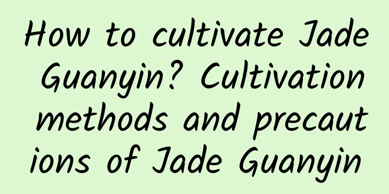 How to cultivate Jade Guanyin? Cultivation methods and precautions of Jade Guanyin