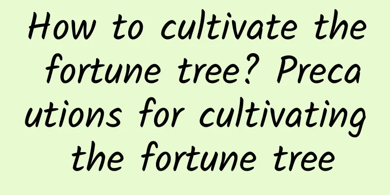 How to cultivate the fortune tree? Precautions for cultivating the fortune tree