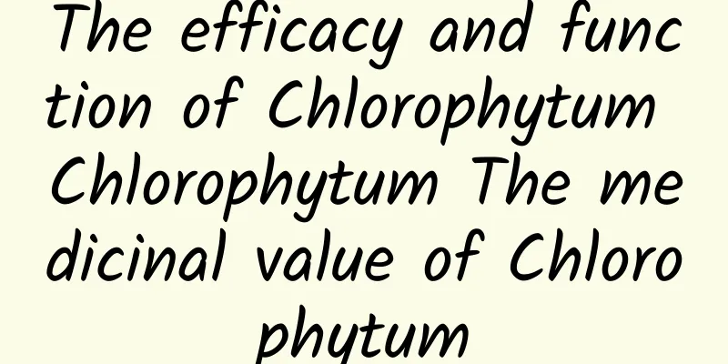 The efficacy and function of Chlorophytum Chlorophytum The medicinal value of Chlorophytum