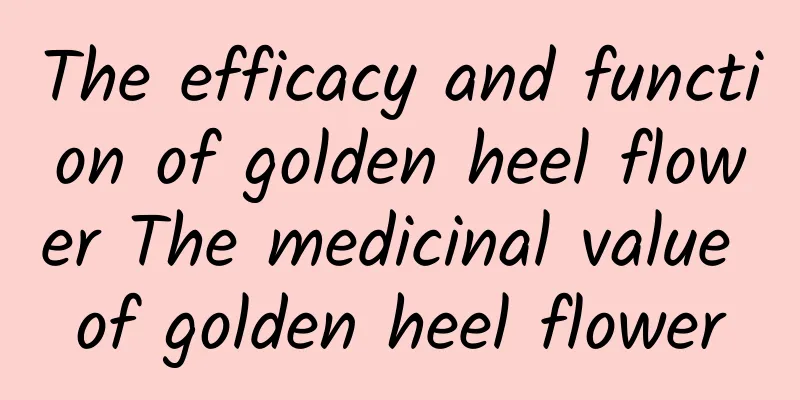 The efficacy and function of golden heel flower The medicinal value of golden heel flower