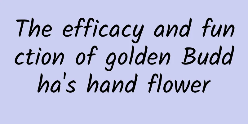 The efficacy and function of golden Buddha's hand flower