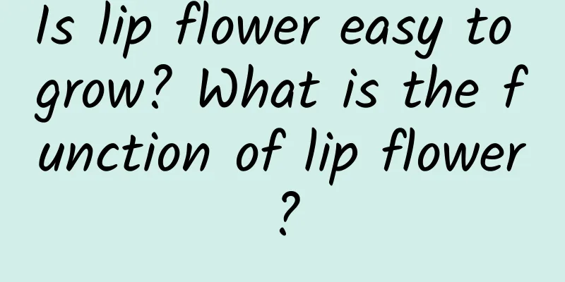 Is lip flower easy to grow? What is the function of lip flower?