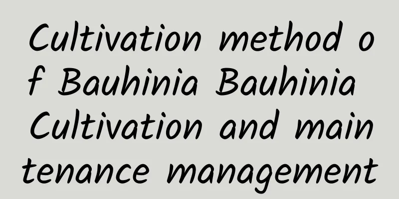 Cultivation method of Bauhinia Bauhinia Cultivation and maintenance management