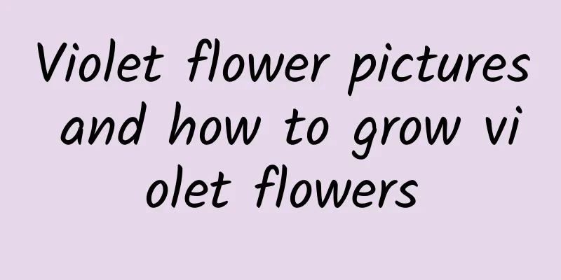 Violet flower pictures and how to grow violet flowers