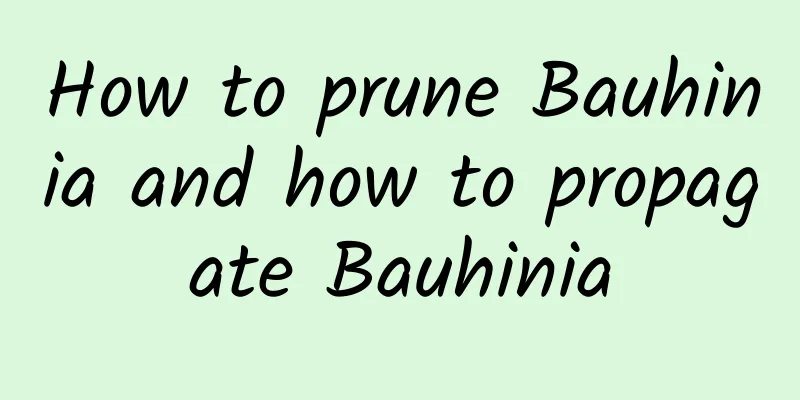 How to prune Bauhinia and how to propagate Bauhinia