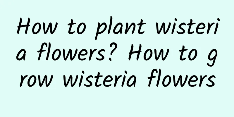 How to plant wisteria flowers? How to grow wisteria flowers