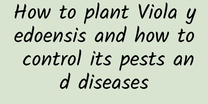 How to plant Viola yedoensis and how to control its pests and diseases