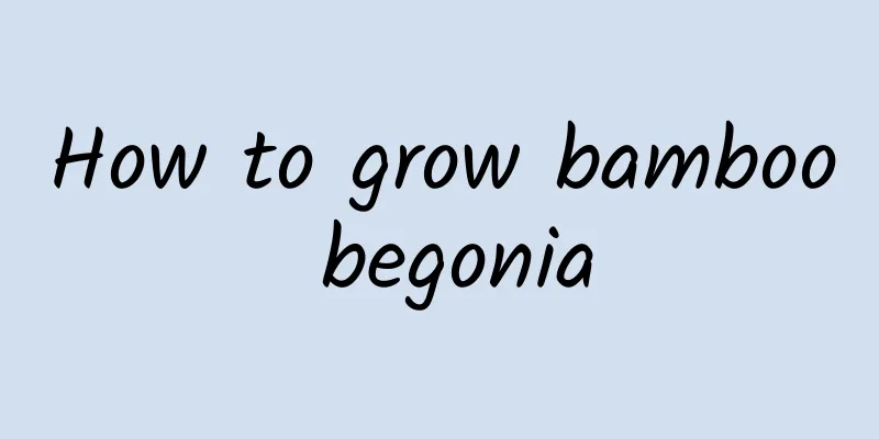 How to grow bamboo begonia