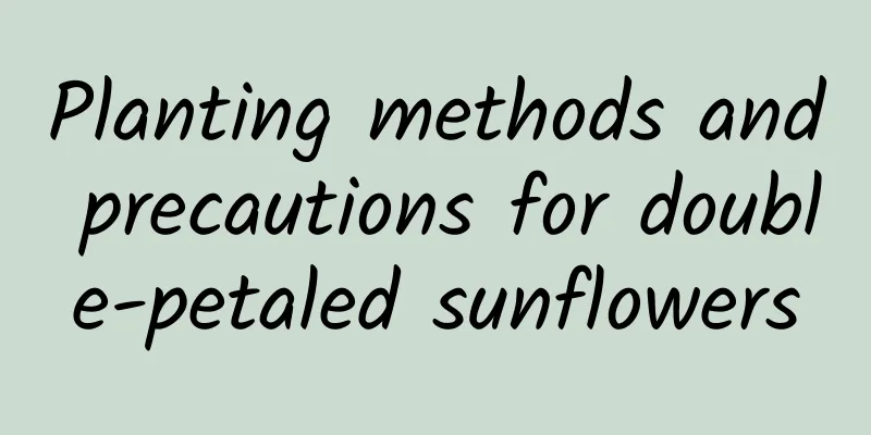 Planting methods and precautions for double-petaled sunflowers