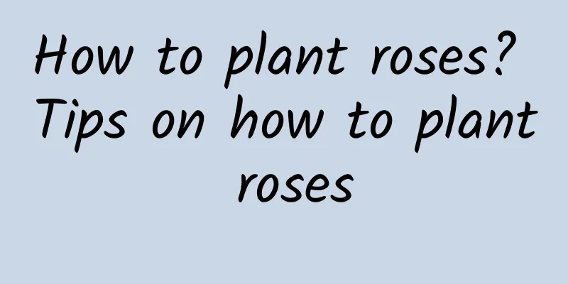 How to plant roses? Tips on how to plant roses