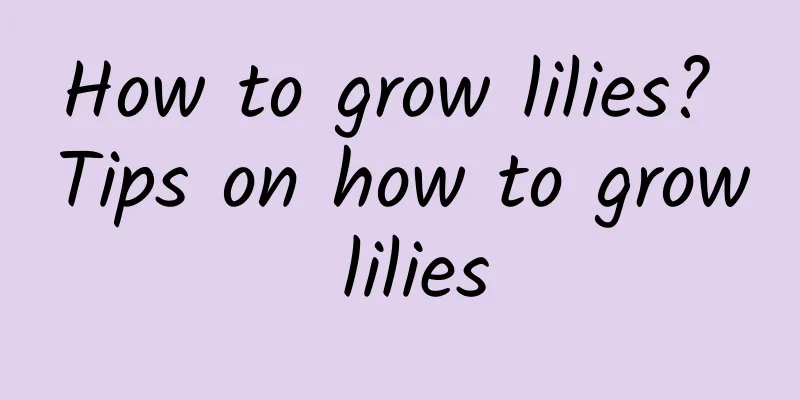 How to grow lilies? Tips on how to grow lilies