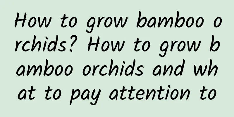 How to grow bamboo orchids? How to grow bamboo orchids and what to pay attention to