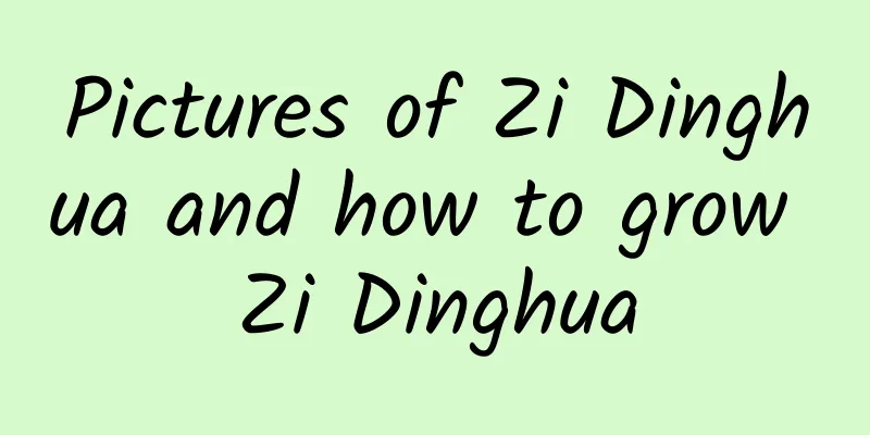 Pictures of Zi Dinghua and how to grow Zi Dinghua