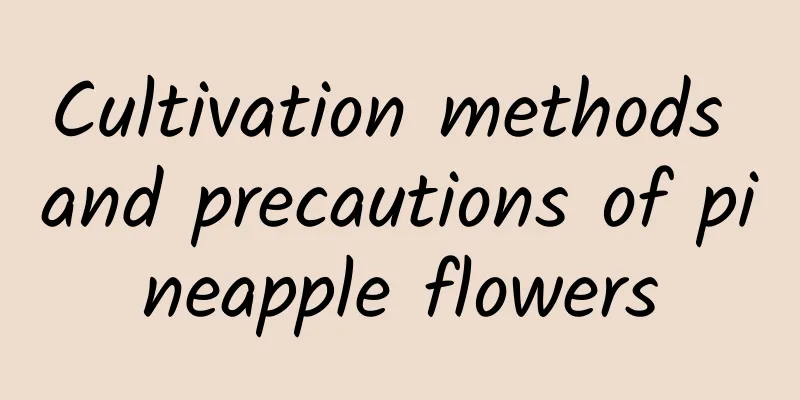 Cultivation methods and precautions of pineapple flowers