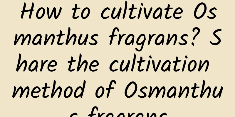 How to cultivate Osmanthus fragrans? Share the cultivation method of Osmanthus fragrans