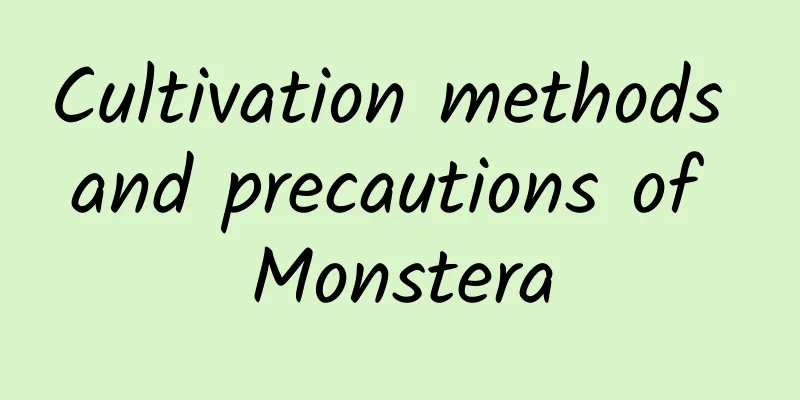 Cultivation methods and precautions of Monstera