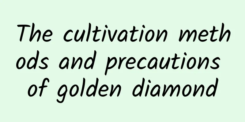 The cultivation methods and precautions of golden diamond