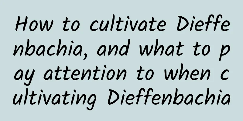 How to cultivate Dieffenbachia, and what to pay attention to when cultivating Dieffenbachia