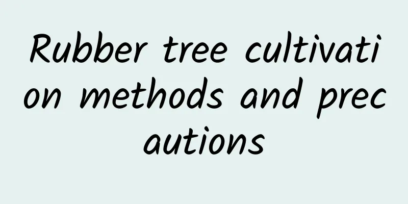 Rubber tree cultivation methods and precautions