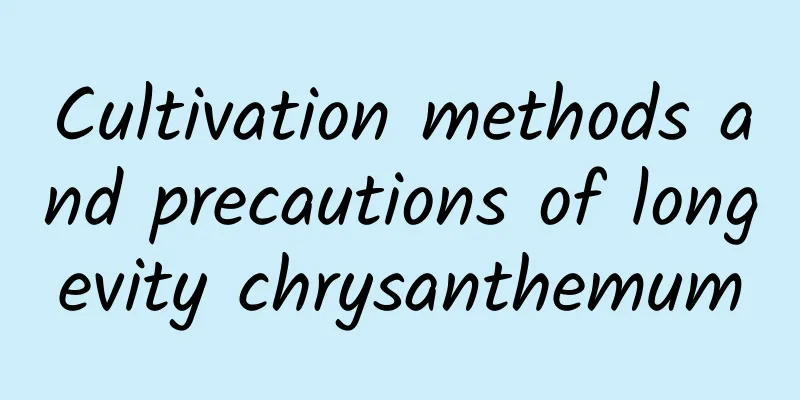 Cultivation methods and precautions of longevity chrysanthemum