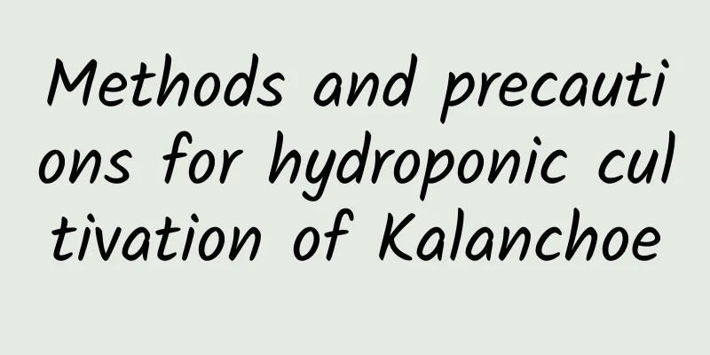 Methods and precautions for hydroponic cultivation of Kalanchoe