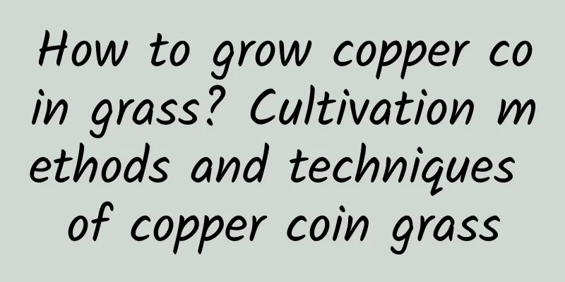 How to grow copper coin grass? Cultivation methods and techniques of copper coin grass