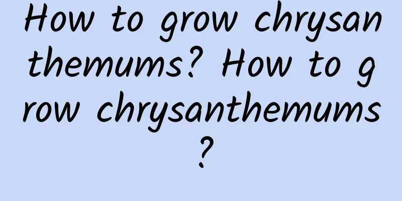 How to grow chrysanthemums? How to grow chrysanthemums?