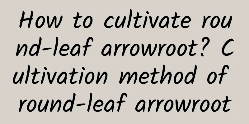 How to cultivate round-leaf arrowroot? Cultivation method of round-leaf arrowroot