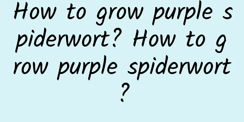 How to grow purple spiderwort? How to grow purple spiderwort?