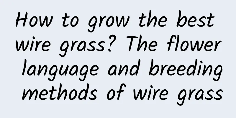 How to grow the best wire grass? The flower language and breeding methods of wire grass