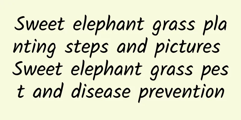 Sweet elephant grass planting steps and pictures Sweet elephant grass pest and disease prevention