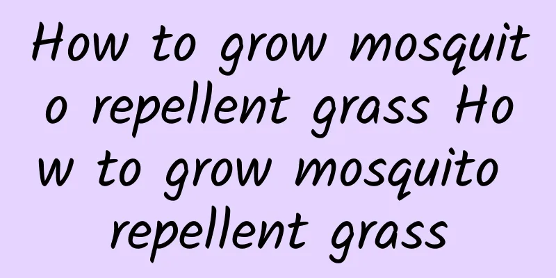 How to grow mosquito repellent grass How to grow mosquito repellent grass