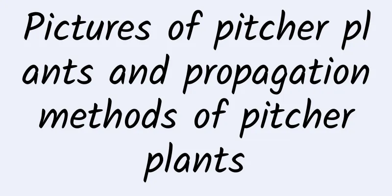 Pictures of pitcher plants and propagation methods of pitcher plants