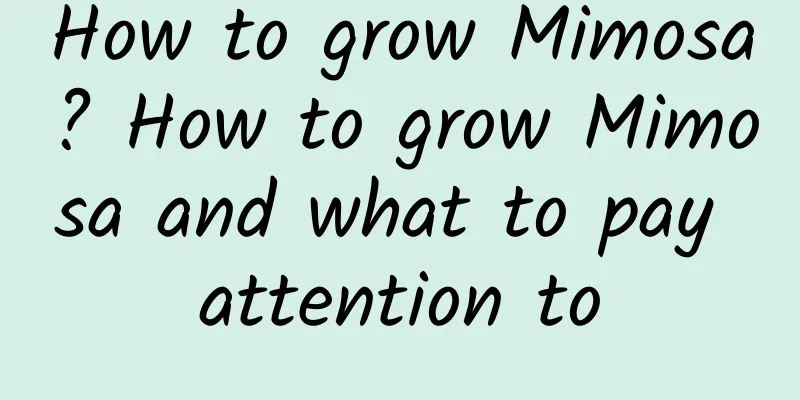 How to grow Mimosa? How to grow Mimosa and what to pay attention to