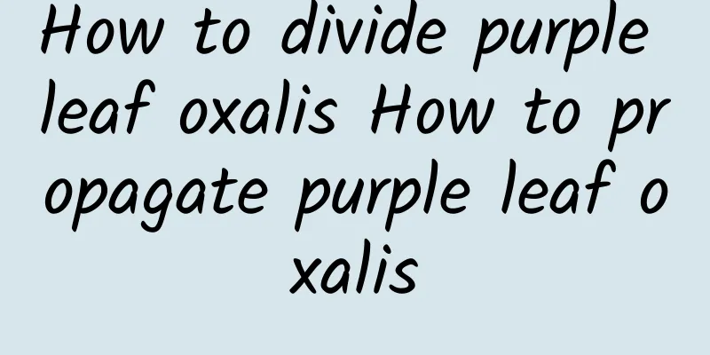 How to divide purple leaf oxalis How to propagate purple leaf oxalis